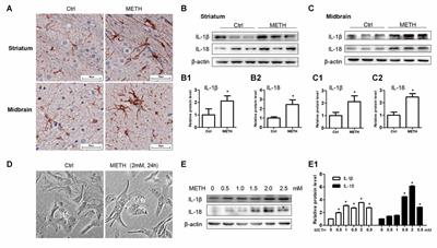 Toll-Like Receptor 4 Mediates Methamphetamine-Induced Neuroinflammation through Caspase-11 Signaling Pathway in Astrocytes